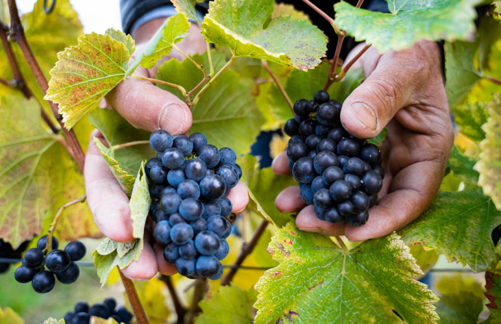 Pinot Noir grapes from Bouzy