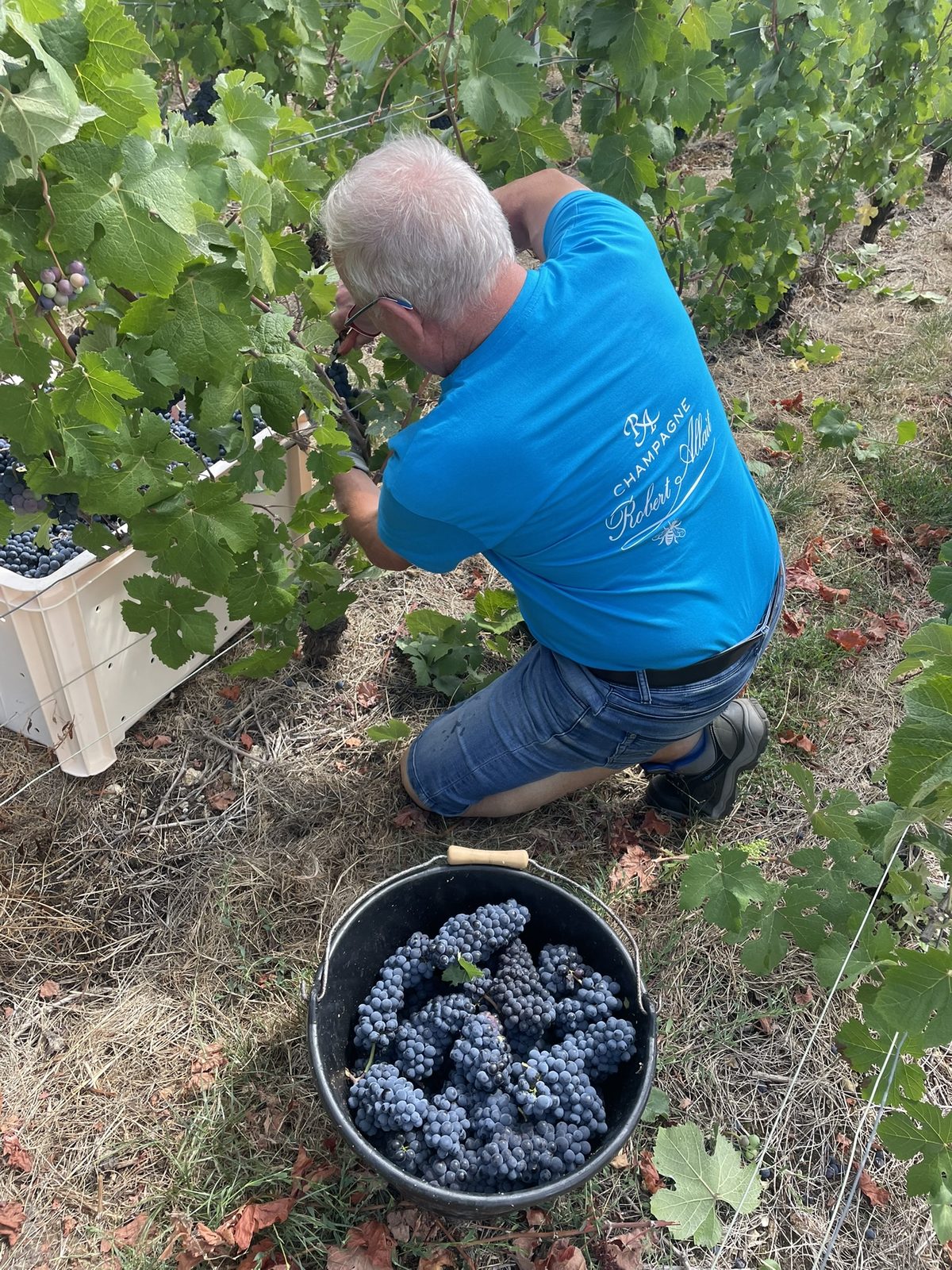 Hand-harvest at Robert-Allait: a person cutting grapes, a bucket of dark grapes in front