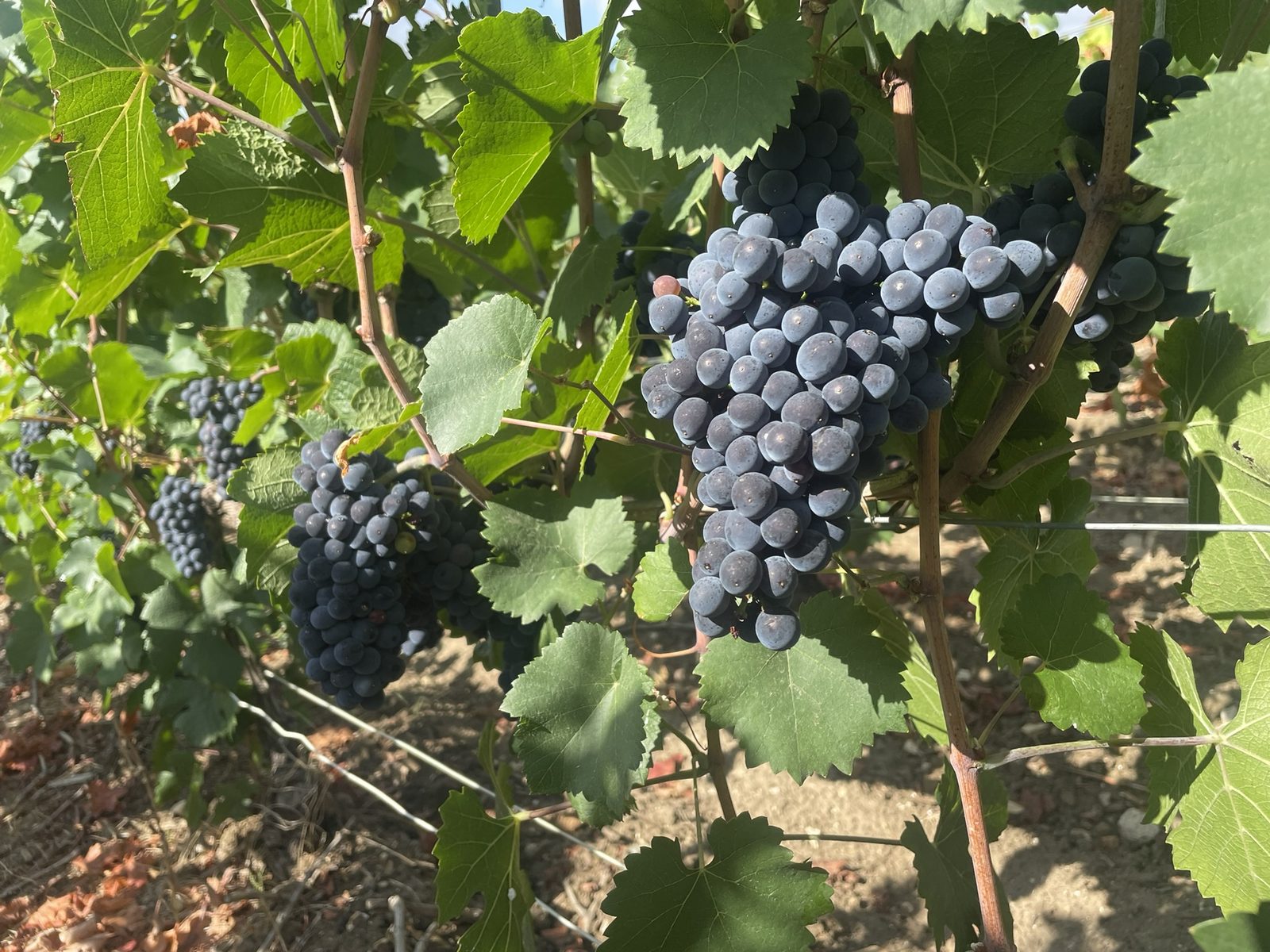 Ripe dark-blue grapes on the vine in the Robert-Allait plots