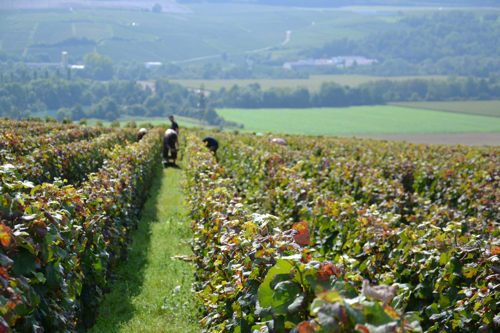 Harvest on the slopes of Robert-Allait with a view over the Vallée de la Marne