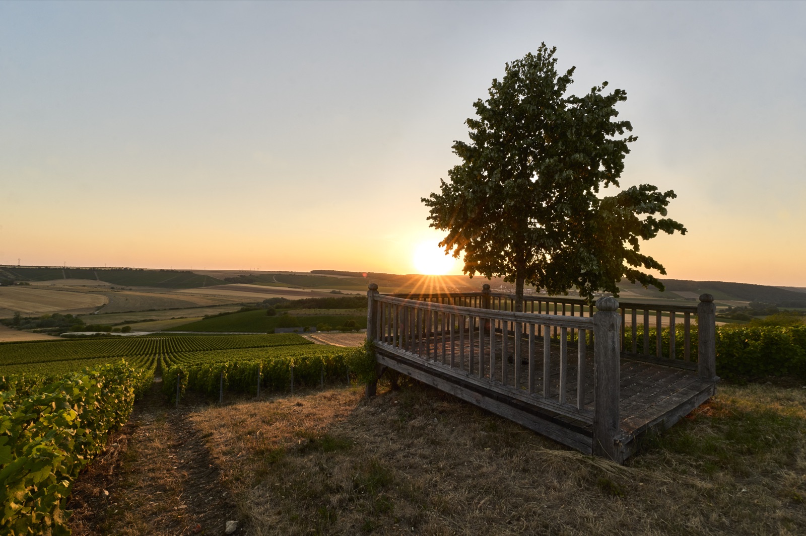 Weinberge des Hauses in der Côte des Bar im Abendlicht